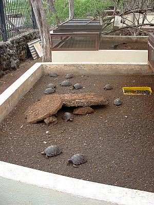 Tortoise Hatchlings at the Charles Darwin Research Station in the Galapagos Islands.